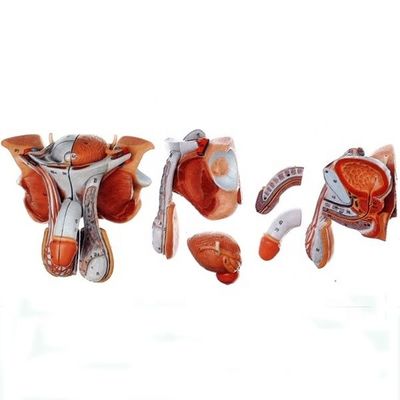 Male Genital Organs Model Detailed Anatomy for Educational and Academic Institutions