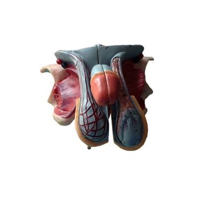 Male Genital Organs Model Detailed Anatomy for Educational and Academic Institutions