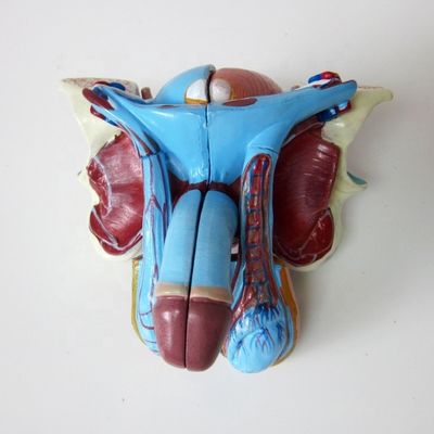 Anatomical Model for Clinics 5 Parts Male Genital Organs Internal and External