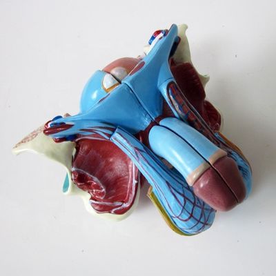 Anatomical Model for Clinics 5 Parts Male Genital Organs Internal and External