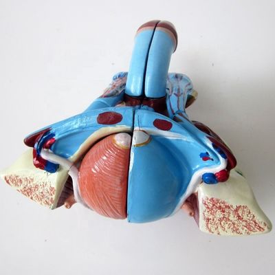Anatomical Model for Clinics 5 Parts Male Genital Organs Internal and External