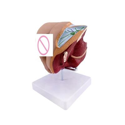 Schools Can Now Teach Female Genital Organ Anatomy with Anatomical Demonstration Model