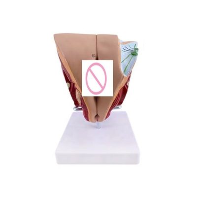 Schools Can Now Teach Female Genital Organ Anatomy with Anatomical Demonstration Model