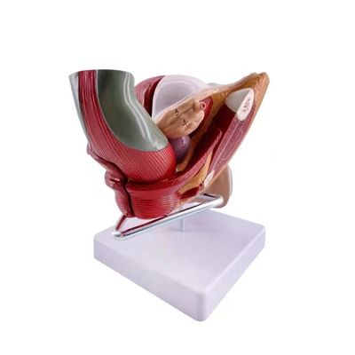Schools Can Now Teach Female Genital Organ Anatomy with Anatomical Demonstration Model