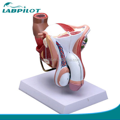 Subject Medical Science Anatomical demonstration Human Male Reproductive System Model