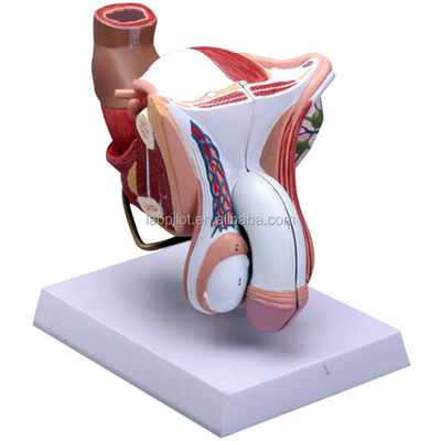 Subject Medical Science Anatomical demonstration Human Male Reproductive System Model