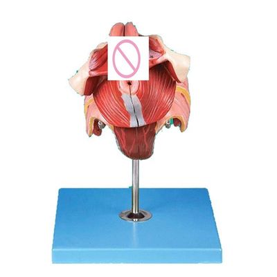 Human Reproductive System Model Effective Teaching with Female Genital Organs Anatomy