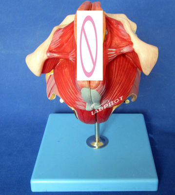Human Reproductive System Model Effective Teaching with Female Genital Organs Anatomy