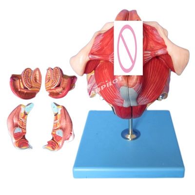 Human Reproductive System Model Effective Teaching with Female Genital Organs Anatomy
