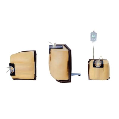 Vivid Human Torso Training and Education Model Advanced PVC Spinal Puncture Simulato