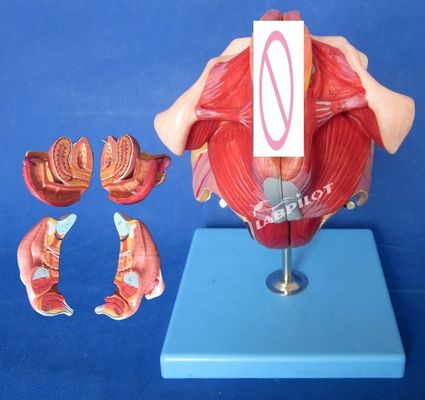 Human Reproductive System Model Effective Teaching with Female Genital Organs Anatomy