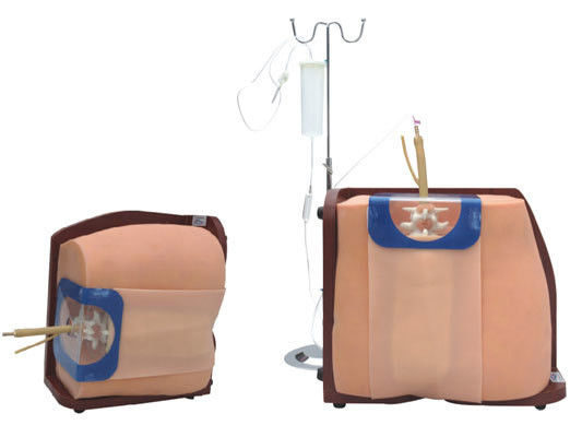 Vivid Human Torso Training and Education Model Advanced PVC Spinal Puncture Simulato
