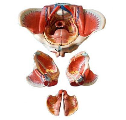 Female Pelvis Anatomical Model with Detailed Nerves Vessels and Female Pelvic Anatomy