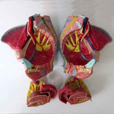 Female Pelvis Anatomical Model with Detailed Nerves Vessels and Female Pelvic Anatomy