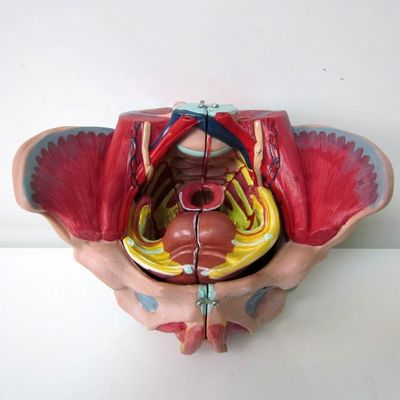Female Pelvis Anatomical Model with Detailed Nerves Vessels and Female Pelvic Anatomy