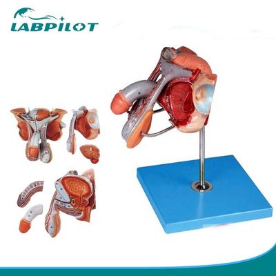 Male Genital Organs Model Anatomical Representation for Hospitals and Medical Schools