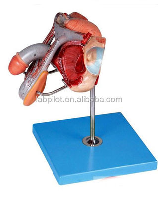 Male Genital Organs Model Anatomical Representation for Hospitals and Medical Schools