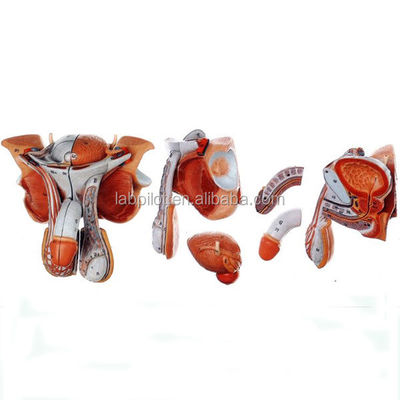 Male Genital Organs Model Anatomical Representation for Hospitals and Medical Schools