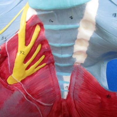 Human Reproductive System Model Advanced Pelvis with Pelvic Floor Muscles and Perineum