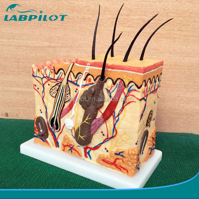 Human Anatomical Models Skin Block Model with Vivid Histology and Embryology Features