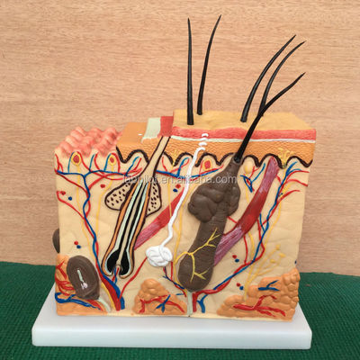 Human Anatomical Models Skin Block Model with Vivid Histology and Embryology Features