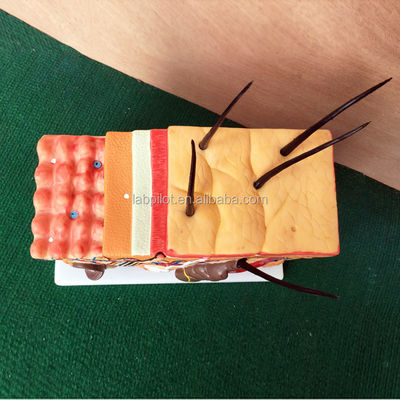 Human Anatomical Models Skin Block Model with Vivid Histology and Embryology Features