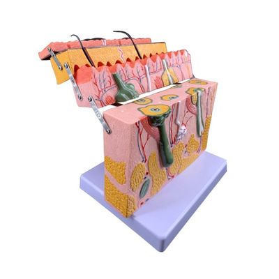 Medical Science Human Teaching Vivid Histology and Embryology Model for Anatomy Study