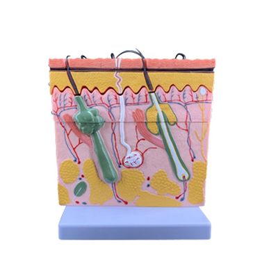 Medical Science Human Teaching Vivid Histology and Embryology Model for Anatomy Study