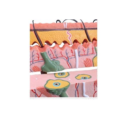 Medical Science Human Teaching Vivid Histology and Embryology Model for Anatomy Study