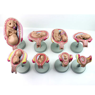 Realistic Human Embryo Fetus Anatomical Model for Demonstrating Embryonic Development