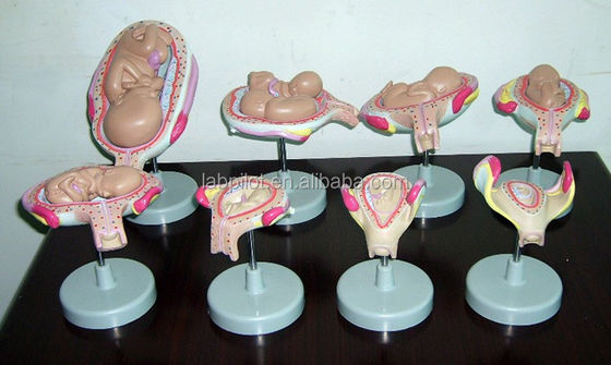 Realistic Human Embryo Fetus Anatomical Model for Demonstrating Embryonic Development