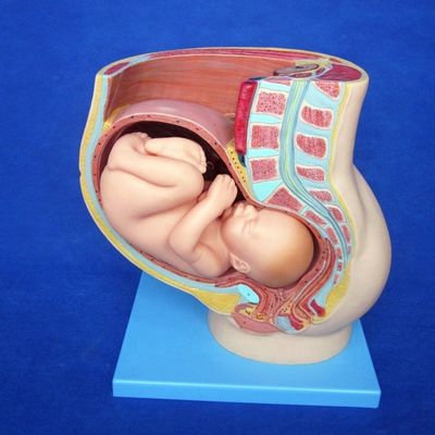 Patients Care Demonstration Female Pelvis with Uterus in Ninth Month Pregnancy Model