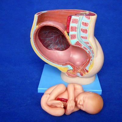 Patients Care Demonstration Female Pelvis with Uterus in Ninth Month Pregnancy Model
