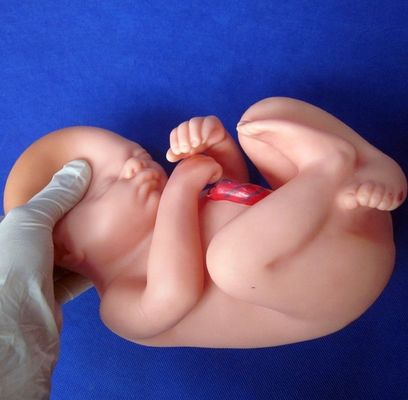 Patients Care Demonstration Female Pelvis with Uterus in Ninth Month Pregnancy Model