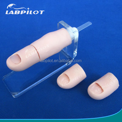 Nail Excision Training Model for Clinical Surgical Skills Teaching in Medical Science