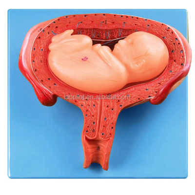 Advanced PVC Human Sixth Month Embryo Model for Realistic Fetal Developmental Process