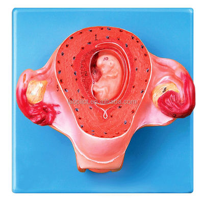 Advanced PVC Human Second Month Embryo Model for Realistic Embryonic Growth Simulation