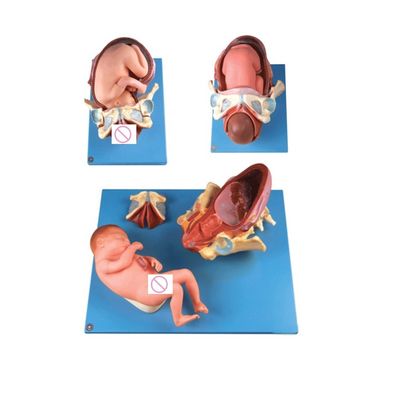 Advanced PVC Childbirth Process Demonstration Model Full Term Fetal Birthing Training
