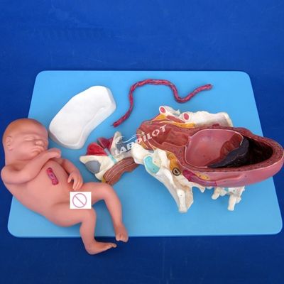 Advanced PVC Childbirth Process Demonstration Model Full Term Fetal Birthing Training