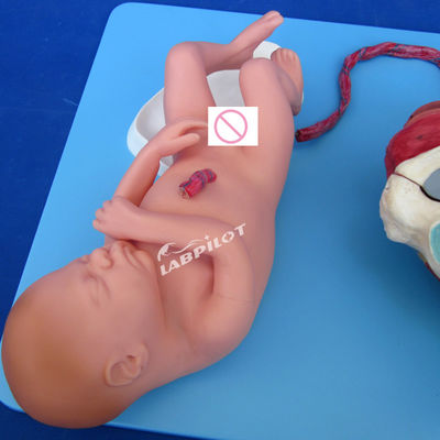 Advanced PVC Childbirth Process Demonstration Model Full Term Fetal Birthing Training