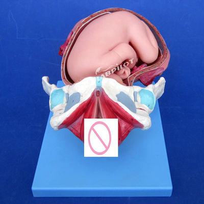 Advanced PVC Childbirth Process Demonstration Model Full Term Fetal Birthing Training