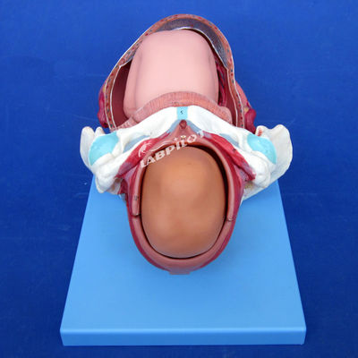 Advanced PVC Childbirth Process Demonstration Model Full Term Fetal Birthing Training