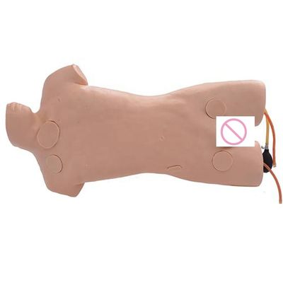 Advanced PVC Human Care Training Manikin for External Jugular Vein Puncture Simulation