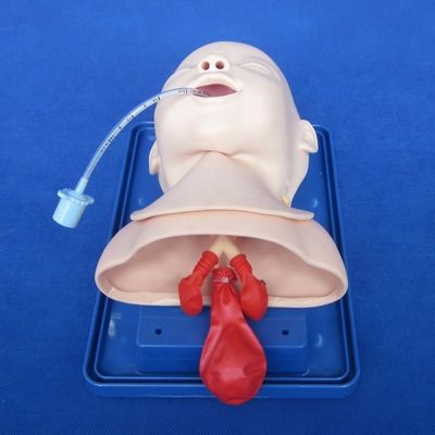 Medical Science Training Model Newborn Trachea Intubation Head and Shoulders Phantom
