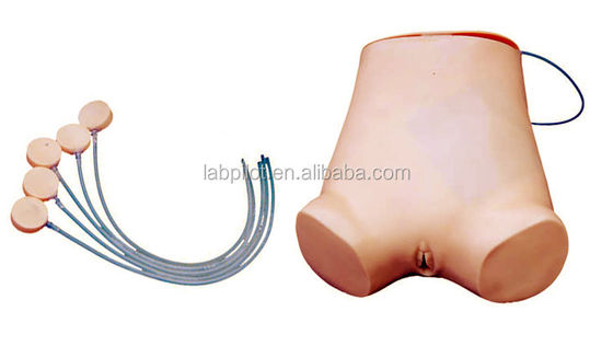 Vivid Abdominocentesis Skills Practice Model Advantage of Vivid Anatomical Structure