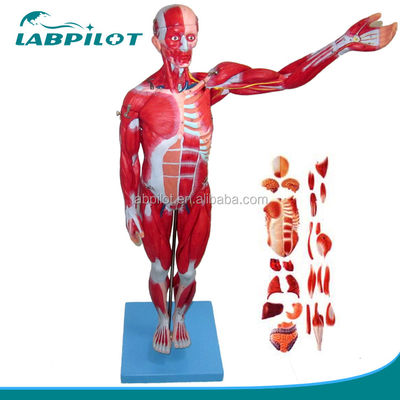 Anatomical Model 27 Parts Full Body Muscles with Internal Organs 78cm Anatomy Model