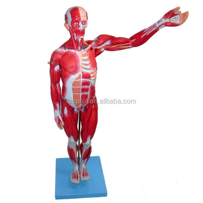 Anatomical Model 27 Parts Full Body Muscles with Internal Organs 78cm Anatomy Model