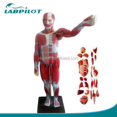 Advanced PVC Full Body Muscles Model with Internal Organs Displaying Function 170cm