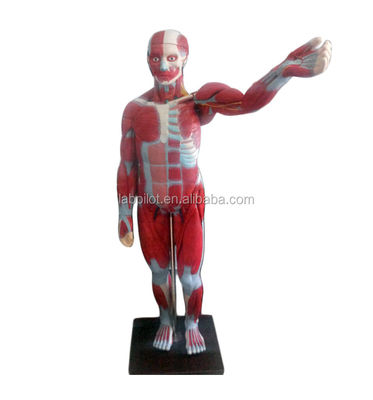 Advanced PVC Full Body Muscles Model with Internal Organs Displaying Function 170cm
