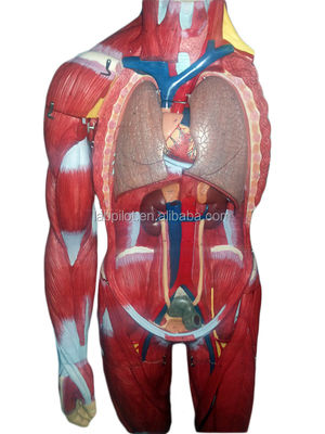 Advanced PVC Full Body Muscles Model with Internal Organs Displaying Function 170cm